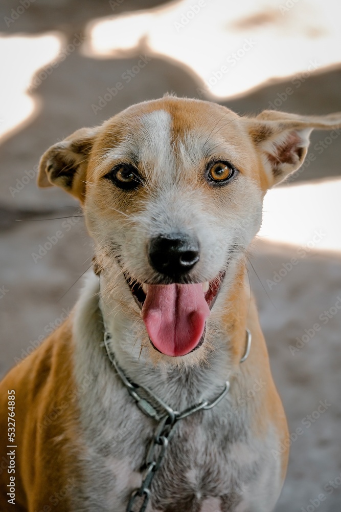 portrait of a dog