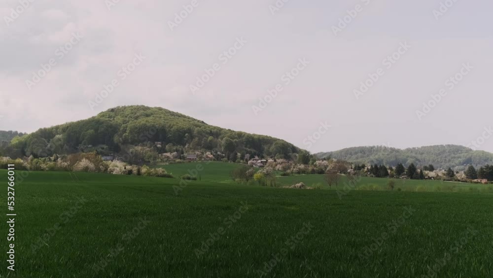 Green field with young wheat, winter wheat Green field with young wheat, winter wheat