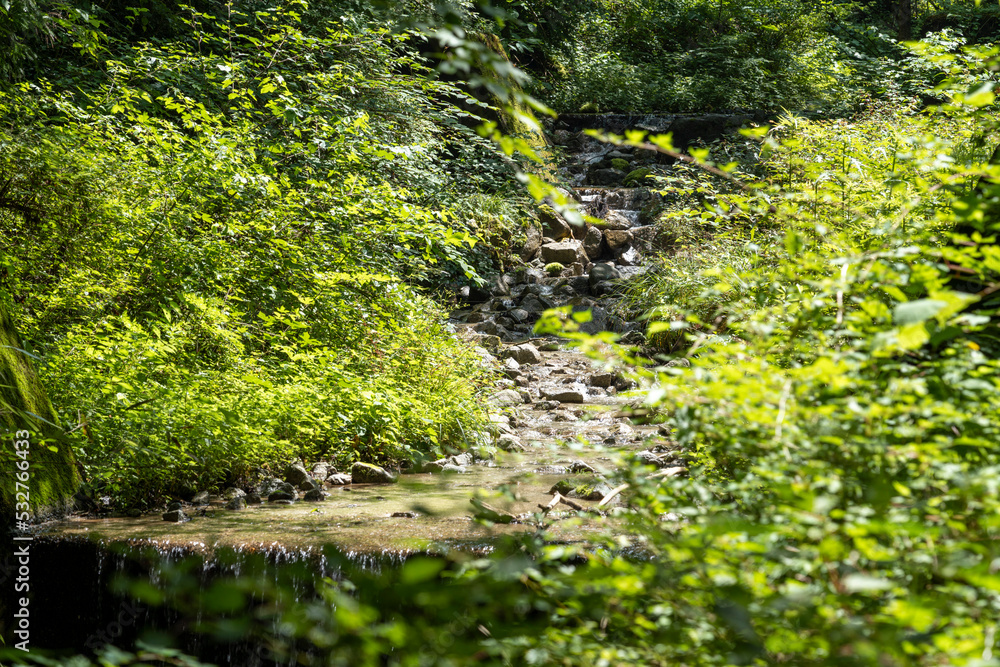 Fototapeta premium 小川