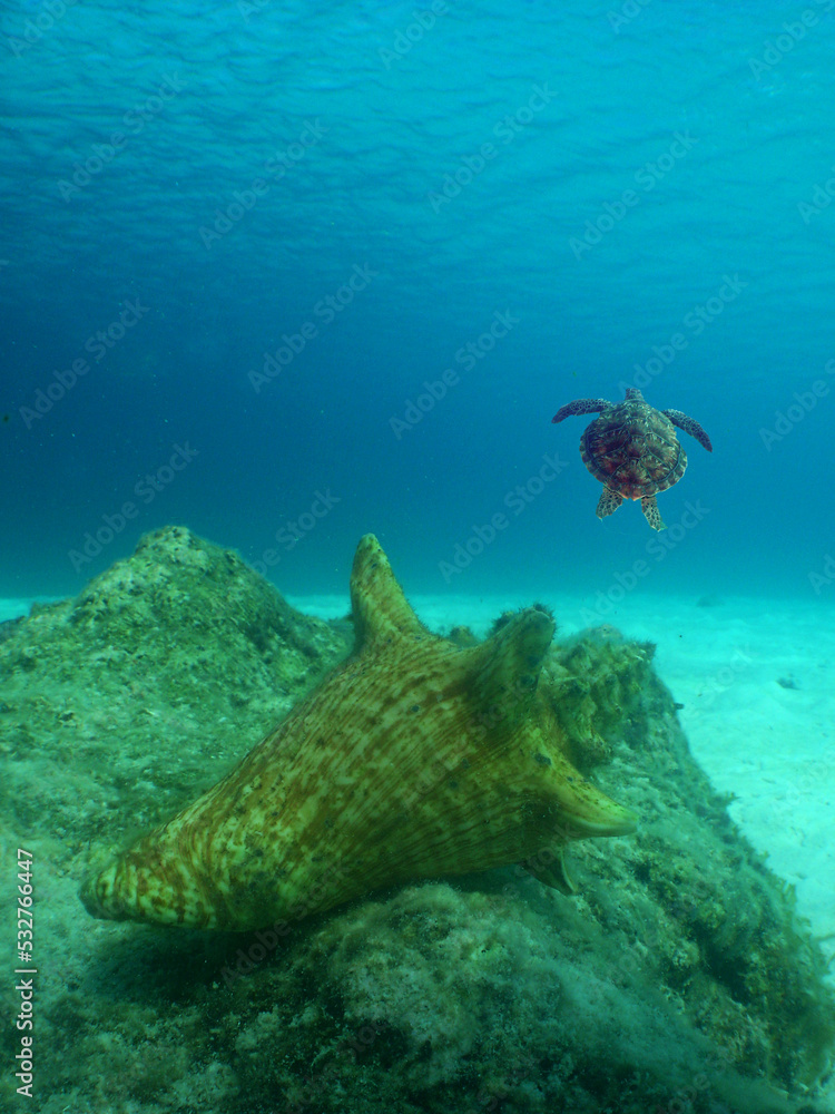 Naklejka premium seashell under the sea and a turtle in the background