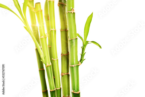 Bamboo stalks with leaves