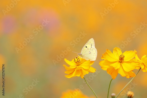 キバナコスモスと蝶々 © tarou230