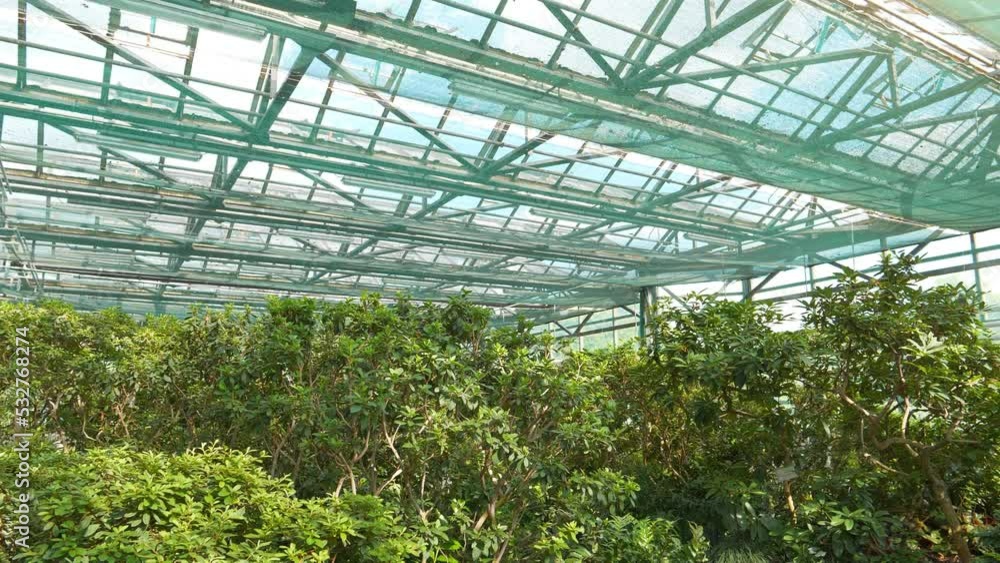 Protection and safe of rare plant species. Green plants grows in greenhouse. Healthy green trees in greenhouse, ecological balance and development of planet, natural clean production and nutrition Protection and safe of rare plant species. Green plants grows in greenhouse. Healthy green trees in greenhouse, ecological balance and development of planet, natural clean production and nutrition