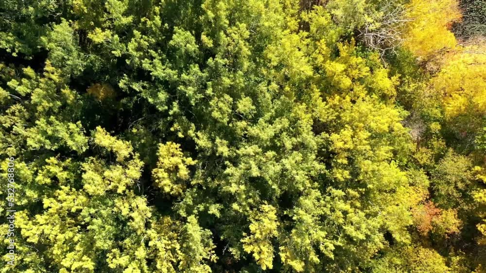 Aerial drone video straight down shot over the Mille Iles river showing the colorfull trees of Autumn Aerial drone video straight down shot over the Mille Iles river showing the colorfull trees of Autumn