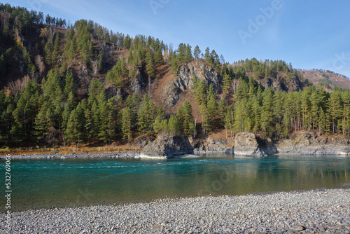 Pine trees on the rocks of a mountain river. The Katun river