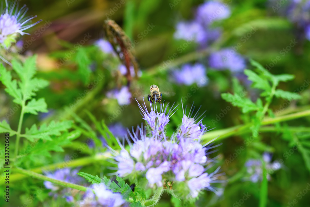 ..Bee and flower phacelia. Flying bee collects pollen from phacelia against the backdrop of greenery. Phacelia tanacetifolia (lacy). Spring and Summer backgrounds