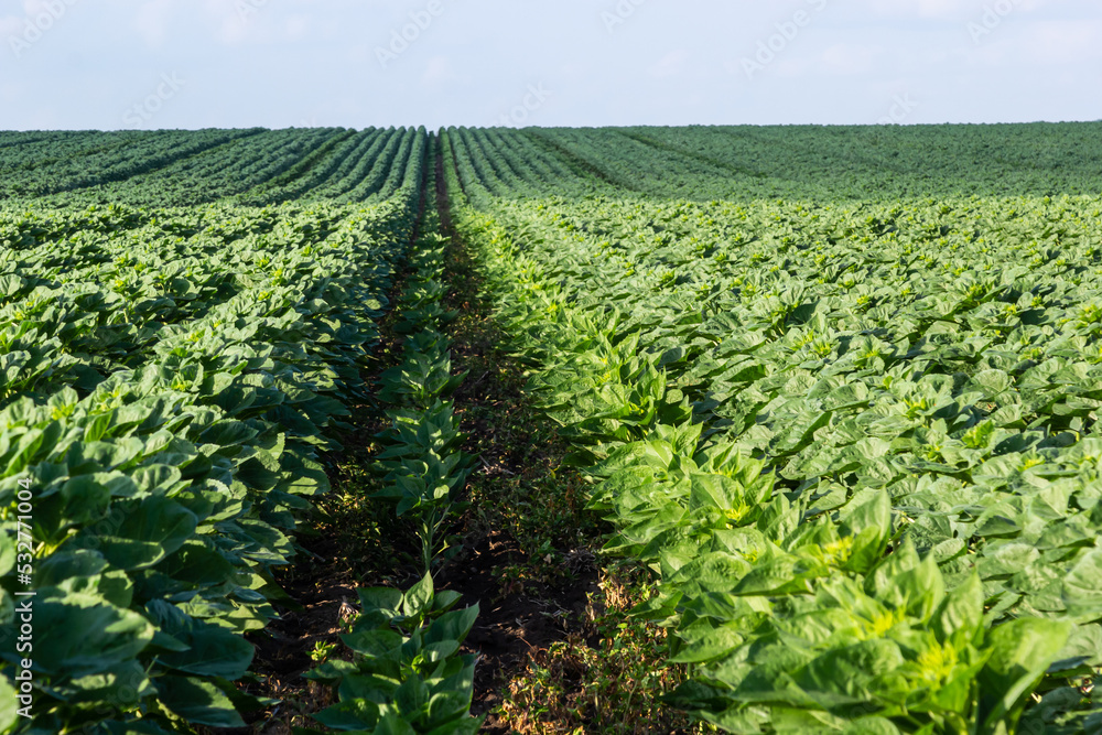 In the field, young sunflower using herbicides is protected from weeds In the field, young sunflower using herbicides is protected from weeds