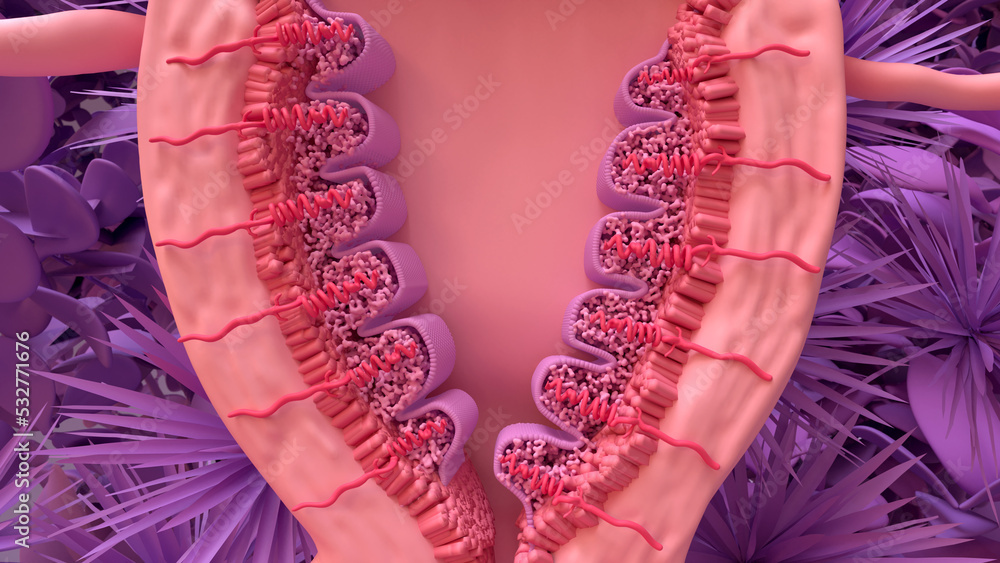 Menstrual Cycle, Bleeding Menstrual Period. Menstruation phases
