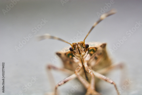 Eyes of a stink bug (close-up) photo