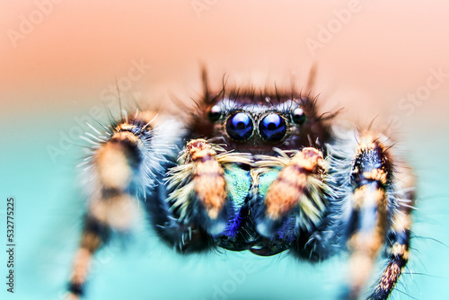 Jumping Spider (group Salticidae)
