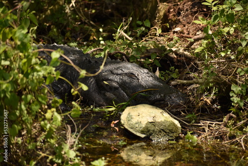 An alligator resting in the shade
