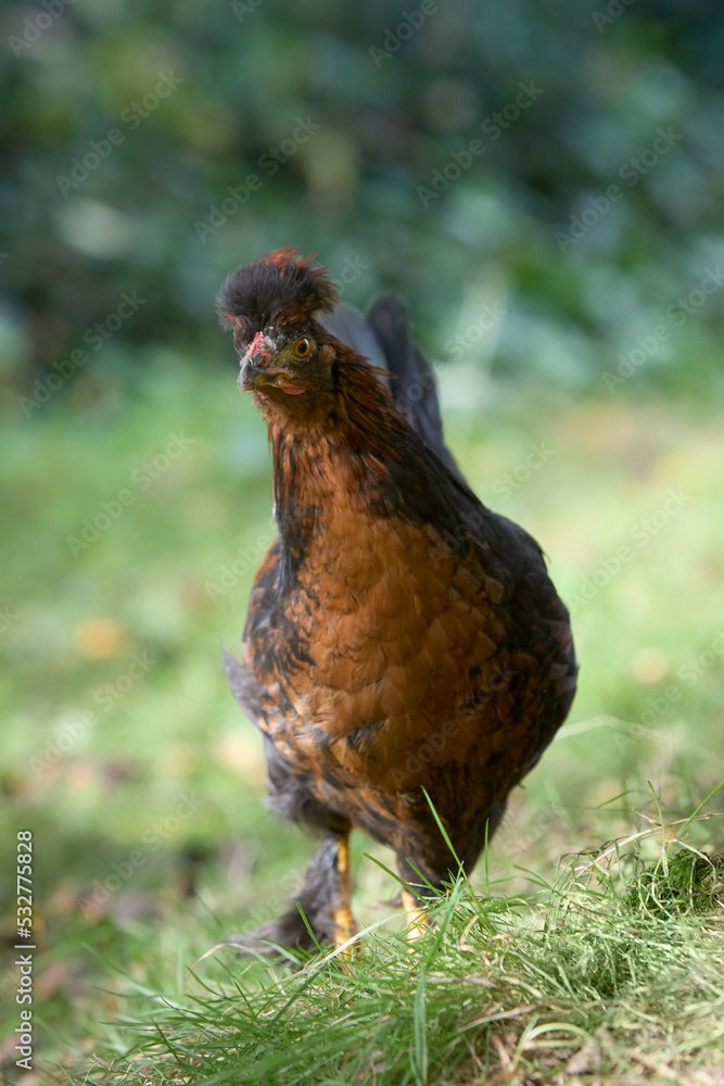 Fototapeta premium Close up of a young brown rooster of Poland chicken