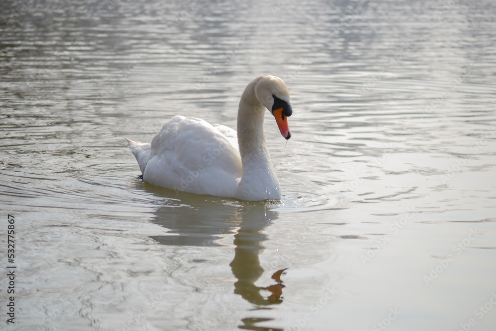Obraz premium White swan is float on water.
