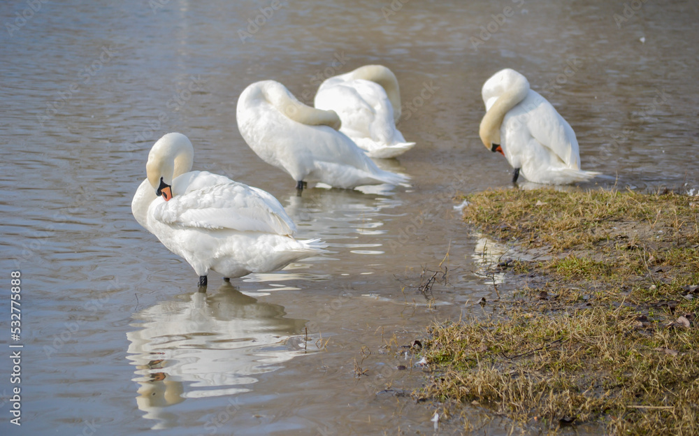 Fototapeta premium White swans on the shore of the lake.
