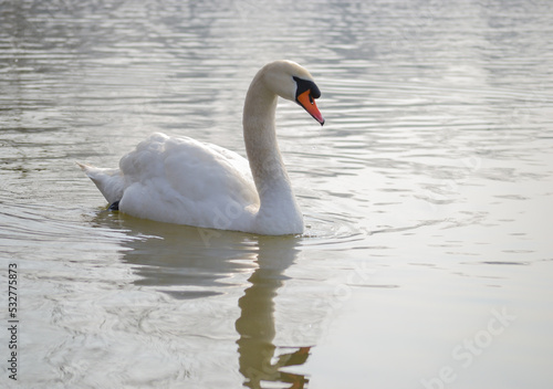White swan is float on water.