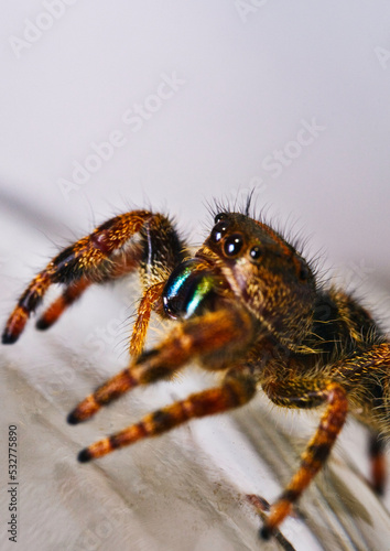 Jumping Spider (group Salticidae) 