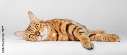 Photography Bengal cat lies on a white background. Red cat isolated.