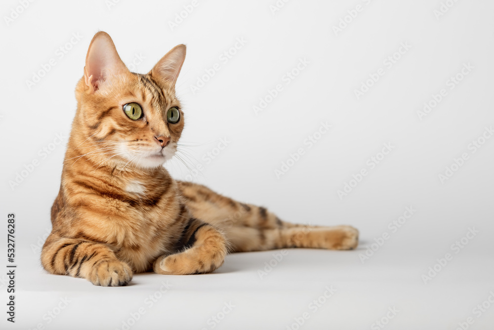 Bengal cat lies on a white background. Red cat isolated. Bengal cat lies on a white background. Red cat isolated.