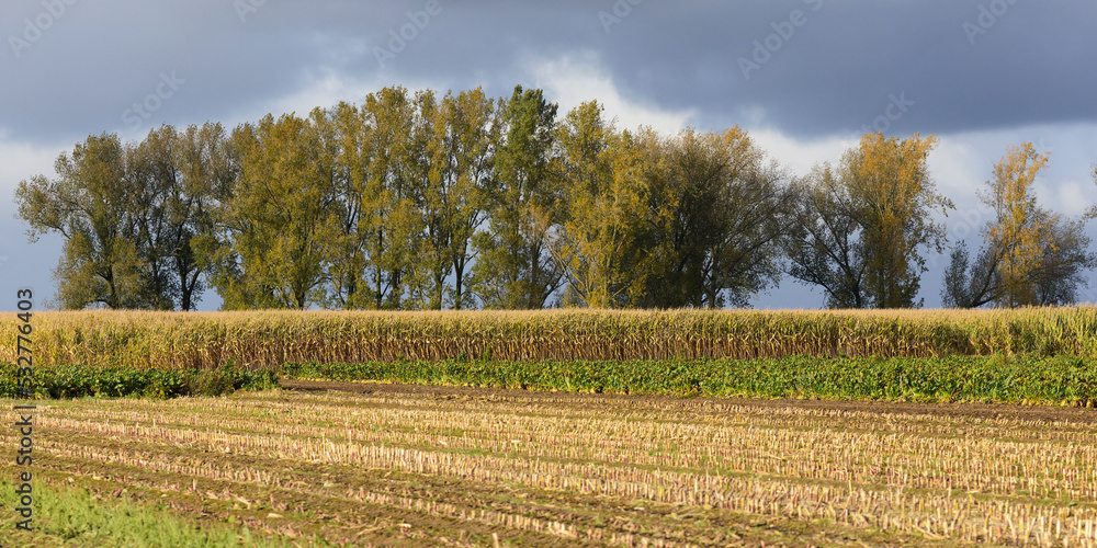 Fototapeta premium Rural landscape with corn field, trees and dark grey sky