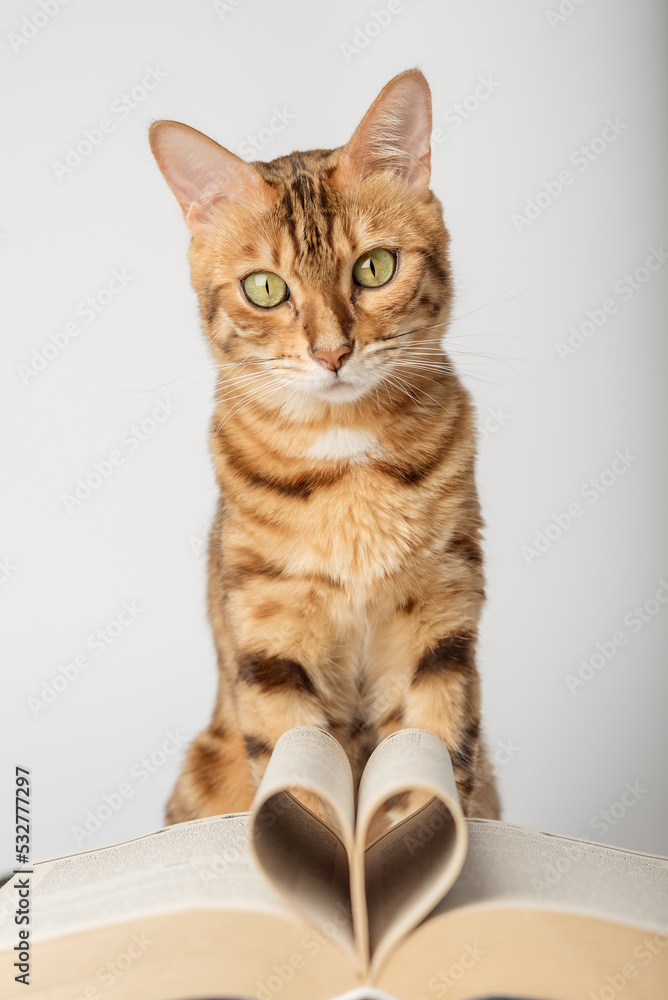 Bengal cat with an open book on a white background. Bengal cat with an open book on a white background.