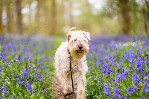 soft coated wheaten terrier in a bluebell wood