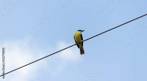 Bild auf Leinwand bird on a wire