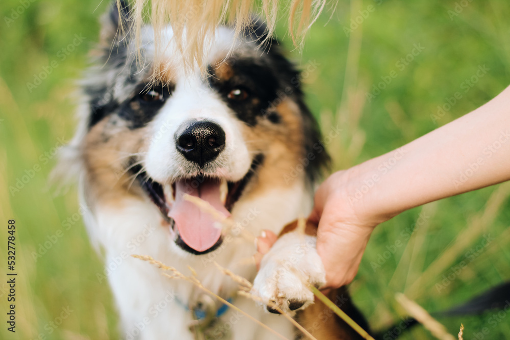 The dog of the Aussie Australian shepherd gives a paw, obeys the command on a walk. The dog of the Aussie Australian shepherd gives a paw, obeys the command on a walk.