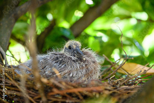 baby bird in the nest