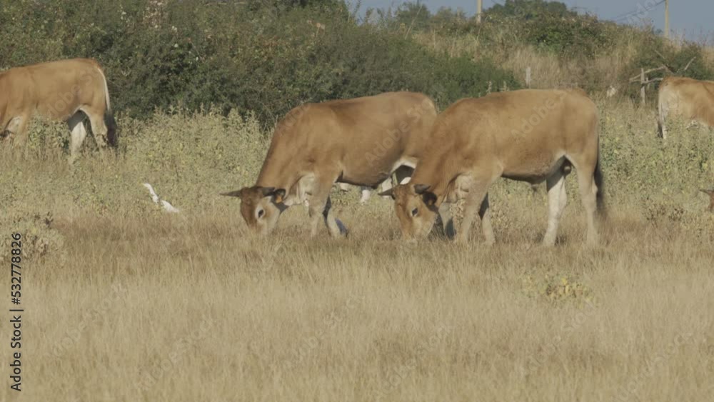 Brown limousin cows in a grazing field with cattle egret birds Brown limousin cows in a grazing field with cattle egret birds