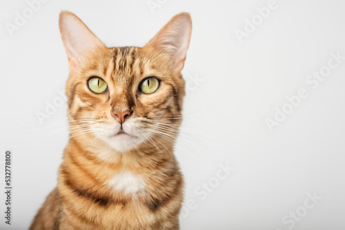 Portrait of a Bengal shorthair cat close-up on a white background.