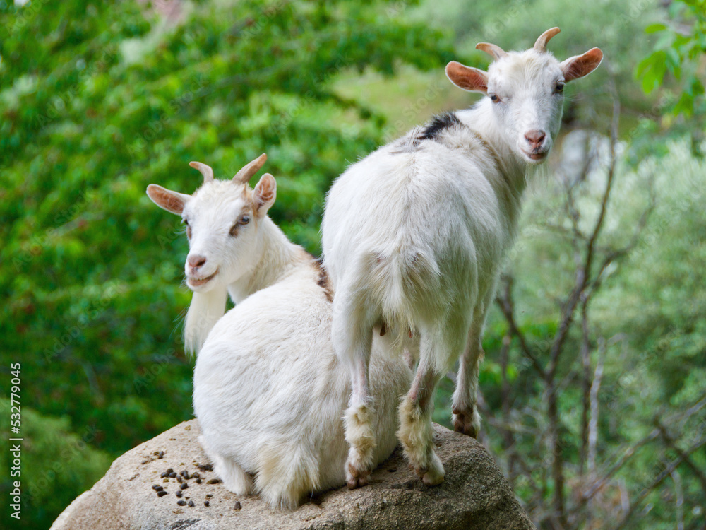 White American pygmy goats looking at you in Lake Iseo, Italy