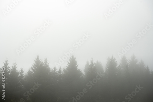 Line of Pine Trees Obscured In Fog