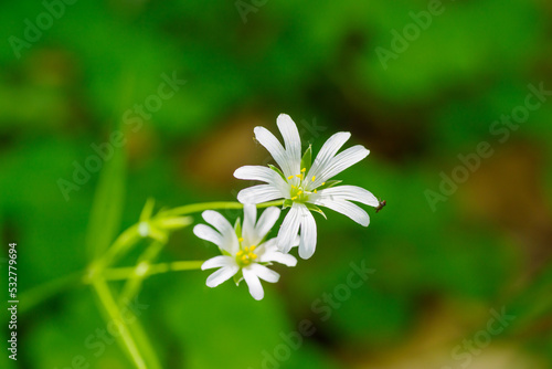 greater stitchwort photo