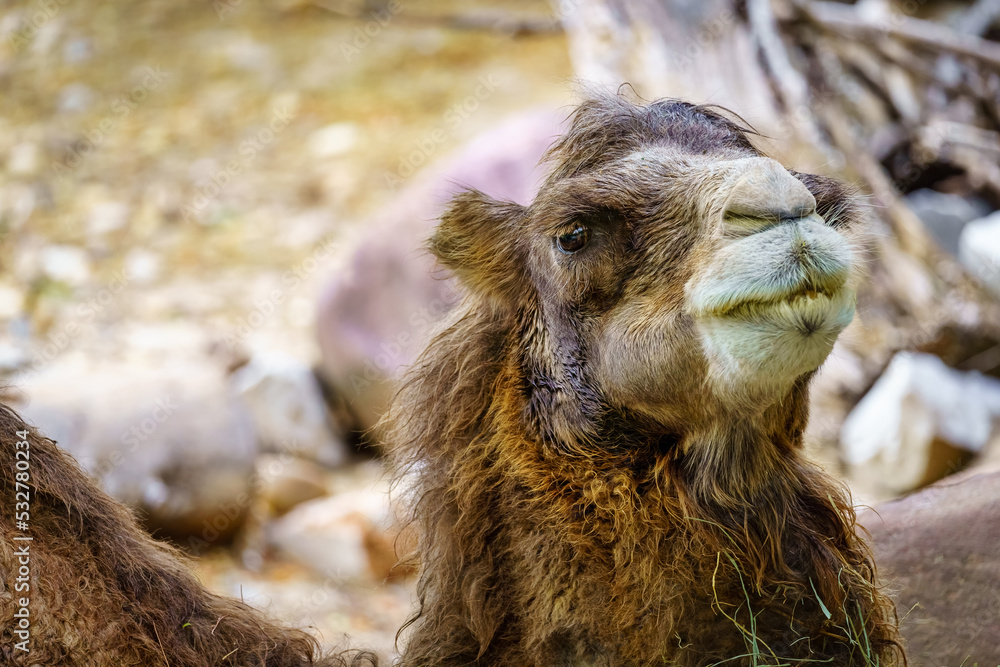 Fototapeta premium Camel resting peacefully on the ground and looking at camera in a camera close-up.