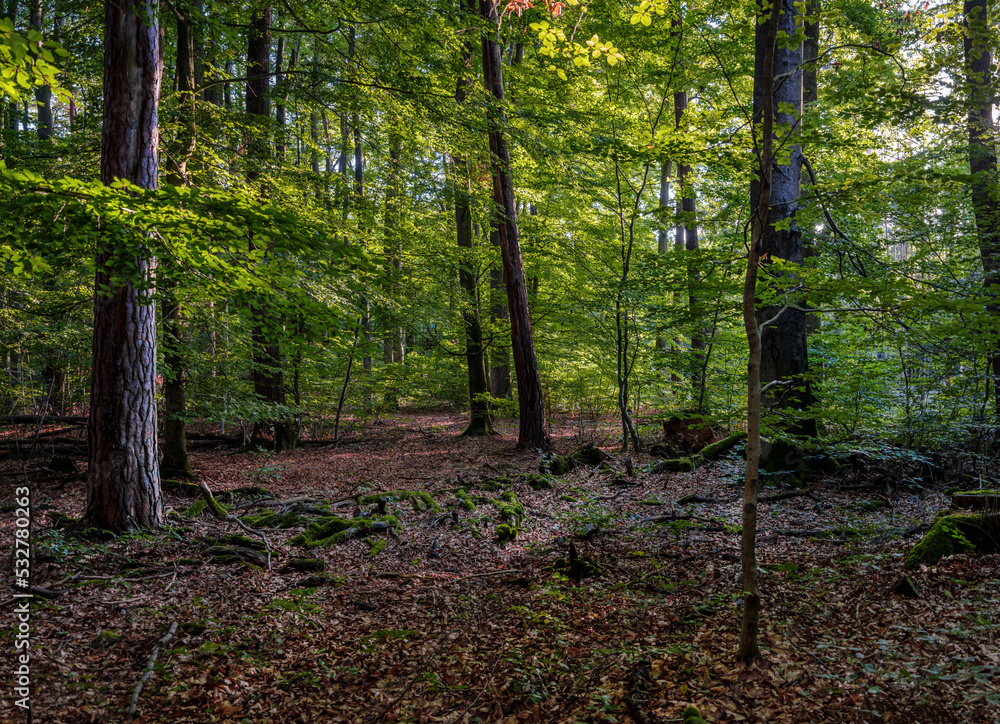 Fototapeta premium Buchen Mischwald Abendstimmung