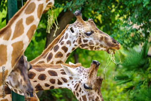 Group of giraffes peacefully eating the grass of the ground and the leaves of the trees.