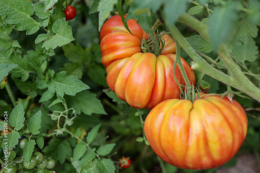 Ripe tomatoes on the plant. Cultivation following the methods for ecological, organic and sustainable agriculture