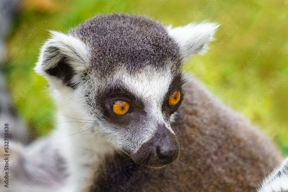 Obraz premium Camera close-up of a lemur looking sideways with its big eyes.