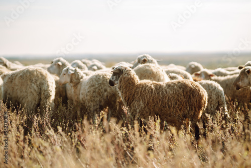 Herd of sheep grazing on the field. photo