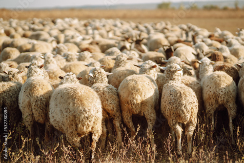 Fototapeta Naklejka Na Ścianę i Meble -  Herd of sheep grazing on the field.