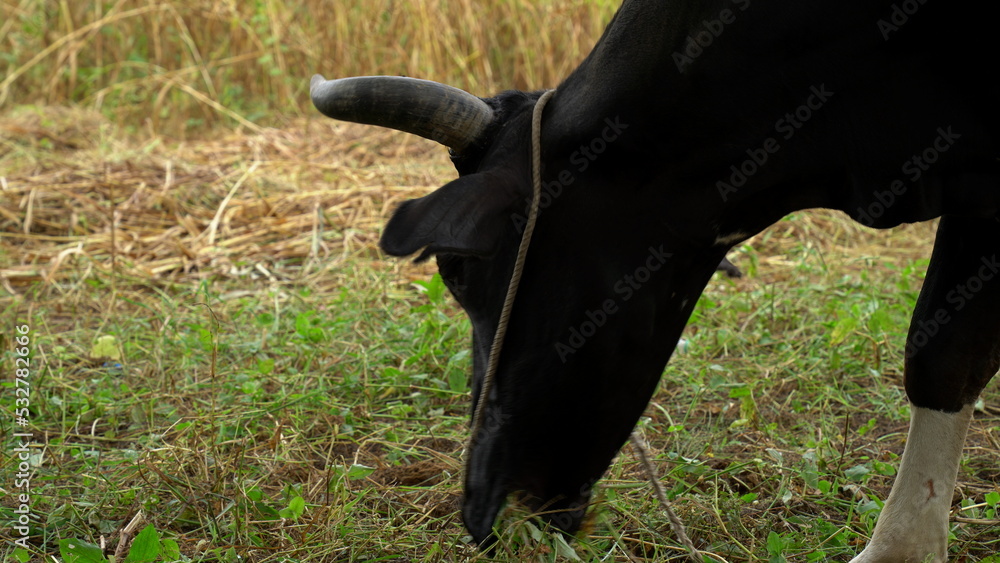 Fotka „cows feeding green grass in a farm in India. This desi breed of
