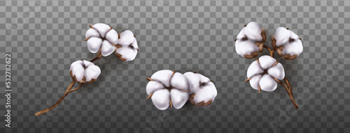 Realistic vector icon illustration of cotton flower. Isolated on transparent background.