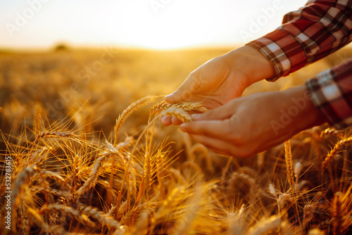 Wheat quality check. Farmer with ears of wheat in a wheat field. Harvesting. Agro business.