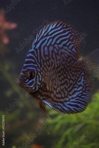 Blue turquoise discus fish high resolution