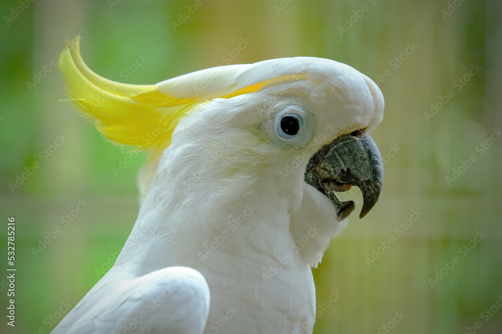 close up of a white parrot
