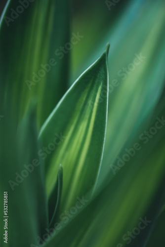 Beautiful abstract background nature view of green leaf with copy space using as background natural green plants landscape, ecology,cover page, fresh wallpaper concept.