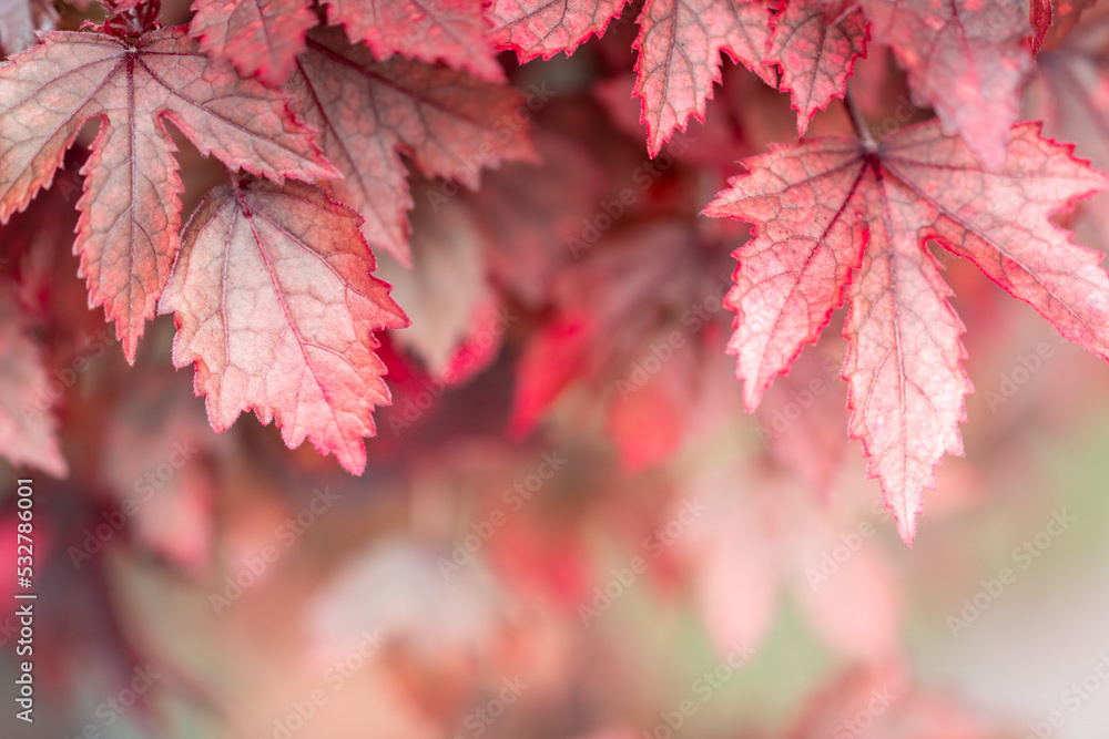Beautiful nature view of Red leaf on blurred greenery background in garden and sunlight with copy space using as autumn background natural landscape, ecology, fresh wallpaper concept. Beautiful nature view of Red leaf on blurred greenery background in garden and sunlight with copy space using as autumn background natural landscape, ecology, fresh wallpaper concept.