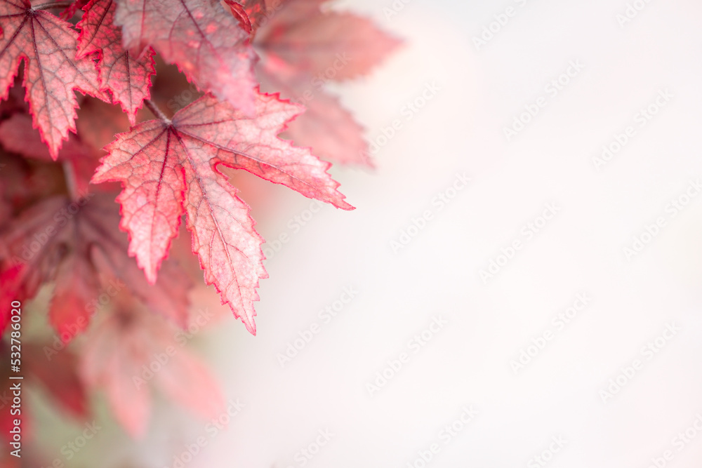 Beautiful nature view of Red leaf on blurred greenery background in garden and sunlight with copy space using as autumn background natural landscape, ecology, fresh wallpaper concept. Beautiful nature view of Red leaf on blurred greenery background in garden and sunlight with copy space using as autumn background natural landscape, ecology, fresh wallpaper concept.