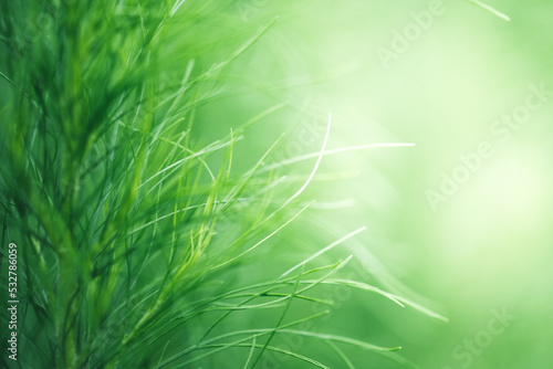 Beautiful nature view of white leaf on blurred greenery background in garden and sunlight with copy space using as background natural green plants landscape, ecology, fresh wallpaper concept.