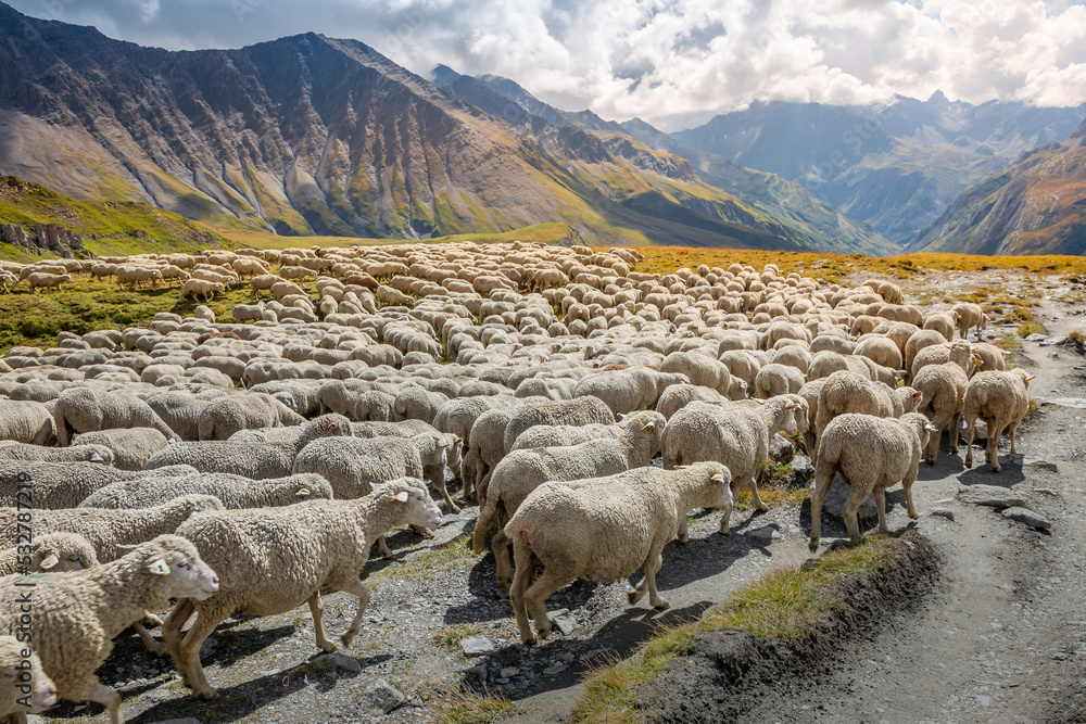 Fototapeta premium Flock of sheeps moving down the valley, French Alps, border with Switzerland